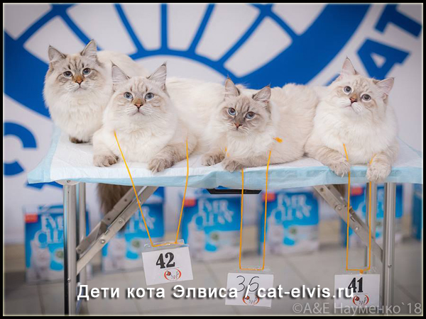 Невские маскарадные вязка