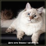 Невские маскарадные вязка