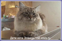 Невские маскарадные вязка