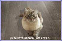 Невские маскарадные вязка