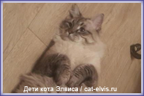Невские маскарадные вязка