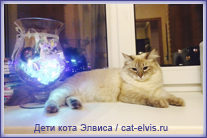 Невские маскарадные вязка