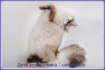 Невские маскарадные вязка