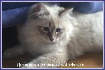 Невские маскарадные вязка