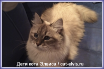 Невские маскарадные вязка