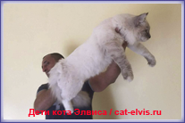 Невские маскарадные вязка