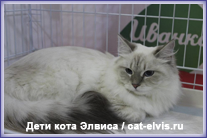 Невские маскарадные вязка
