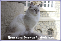 Невские маскарадные вязка