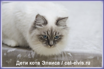 Невские маскарадные вязка