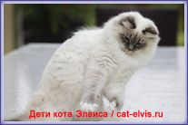 Невские маскарадные вязка