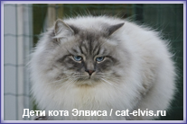 Невские маскарадные вязка