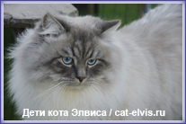 Невские маскарадные вязка