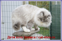 Невские маскарадные вязка