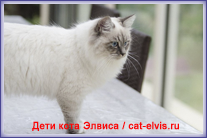 Невские маскарадные вязка