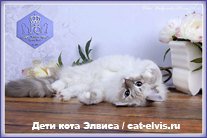 Невские маскарадные вязка
