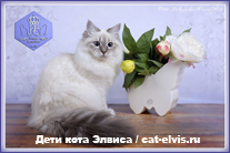 Невские маскарадные вязка