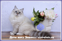 Невские маскарадные вязка