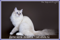 Невские маскарадные вязка