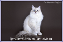 Невские маскарадные вязка