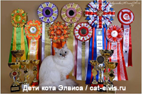 Невские маскарадные вязка