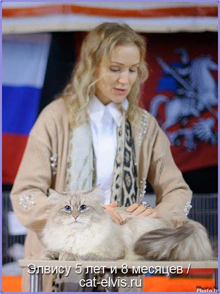 Невские маскарадные вязка
