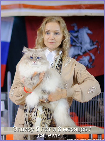 Невские маскарадные вязка