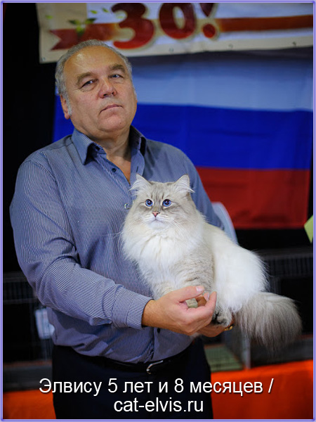 Невские маскарадные вязка