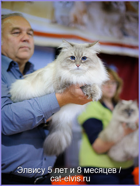 Невские маскарадные вязка