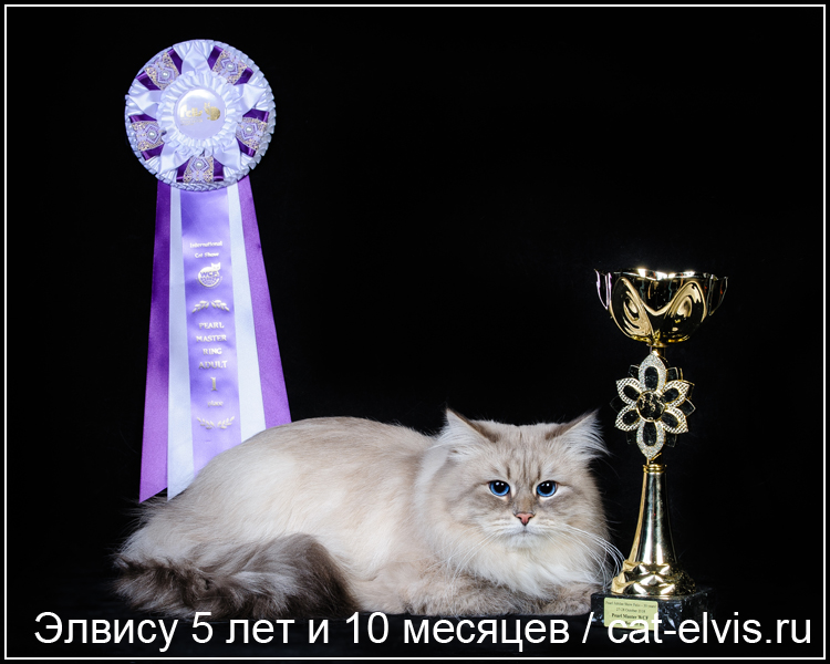 Невские маскарадные вязка