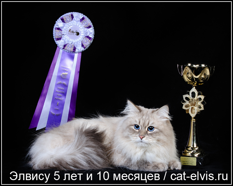 Невские маскарадные вязка