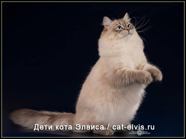 Невские маскарадные вязка