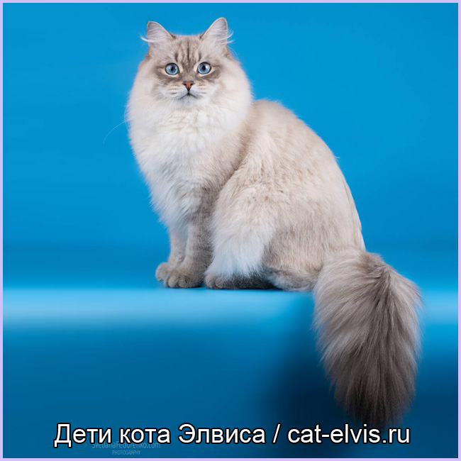 Невские маскарадные вязка