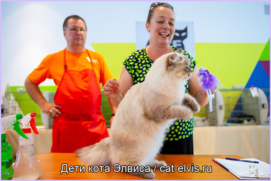 Невские маскарадные вязка