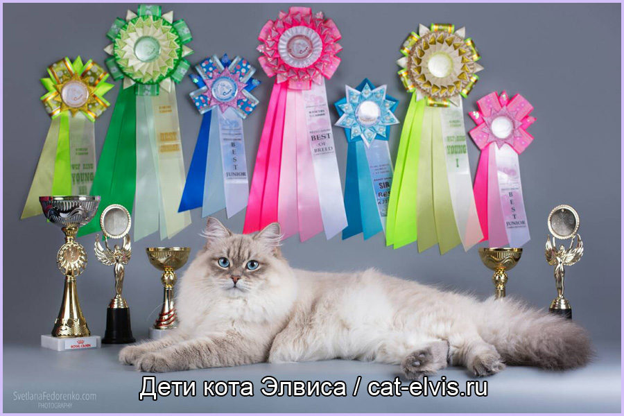 Невские маскарадные вязка