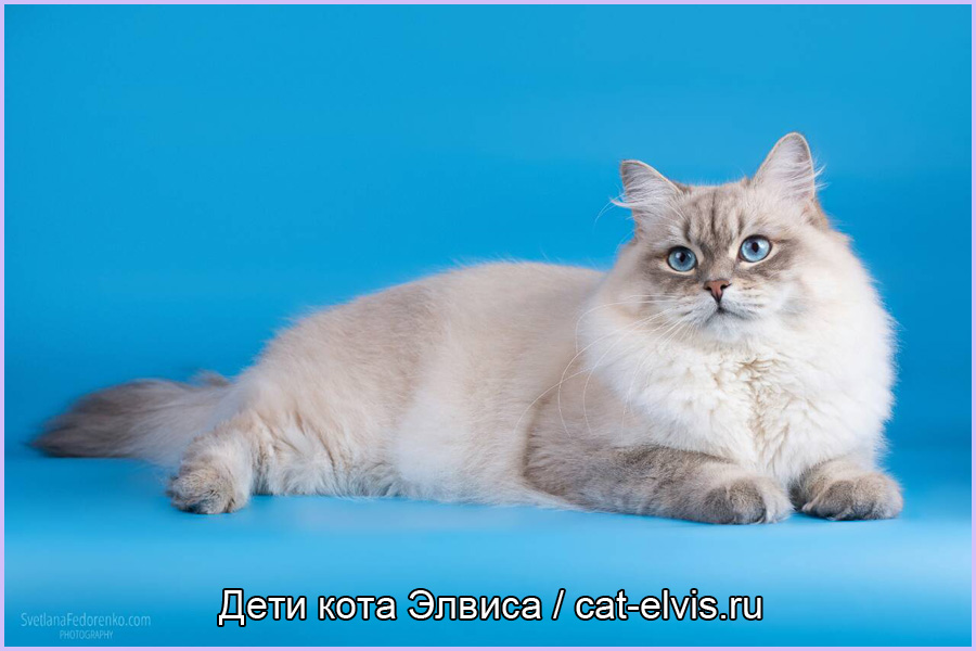 Невские маскарадные вязка