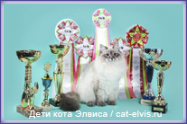 Невские маскарадные вязка