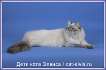 Невские маскарадные вязка