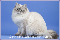Невские маскарадные вязка