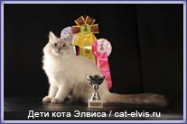 Невские маскарадные вязка