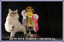 Невские маскарадные вязка