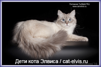 Невские маскарадные вязка