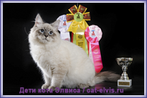 Невские маскарадные вязка