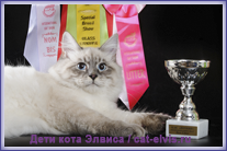 Невские маскарадные вязка