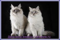 Невские маскарадные вязка