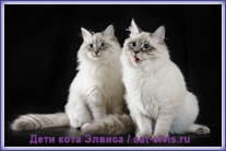 Невские маскарадные вязка