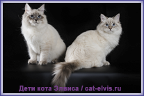 Невские маскарадные вязка