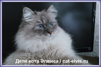 Невские маскарадные вязка