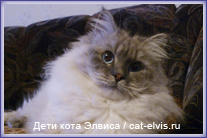 Невские маскарадные вязка