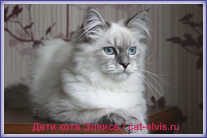 Невские маскарадные вязка