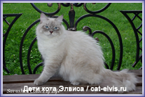 Невские маскарадные вязка